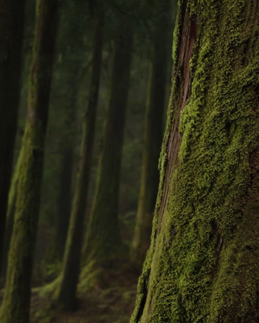 Certificazione FSC®: un impegno concreto verso la sostenibilità