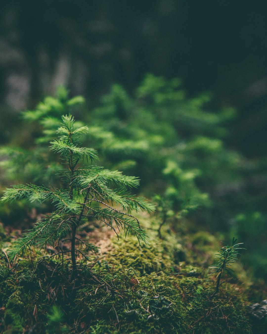 Legno e Carbon Footprint: i passi del percorso verso la sostenibilità