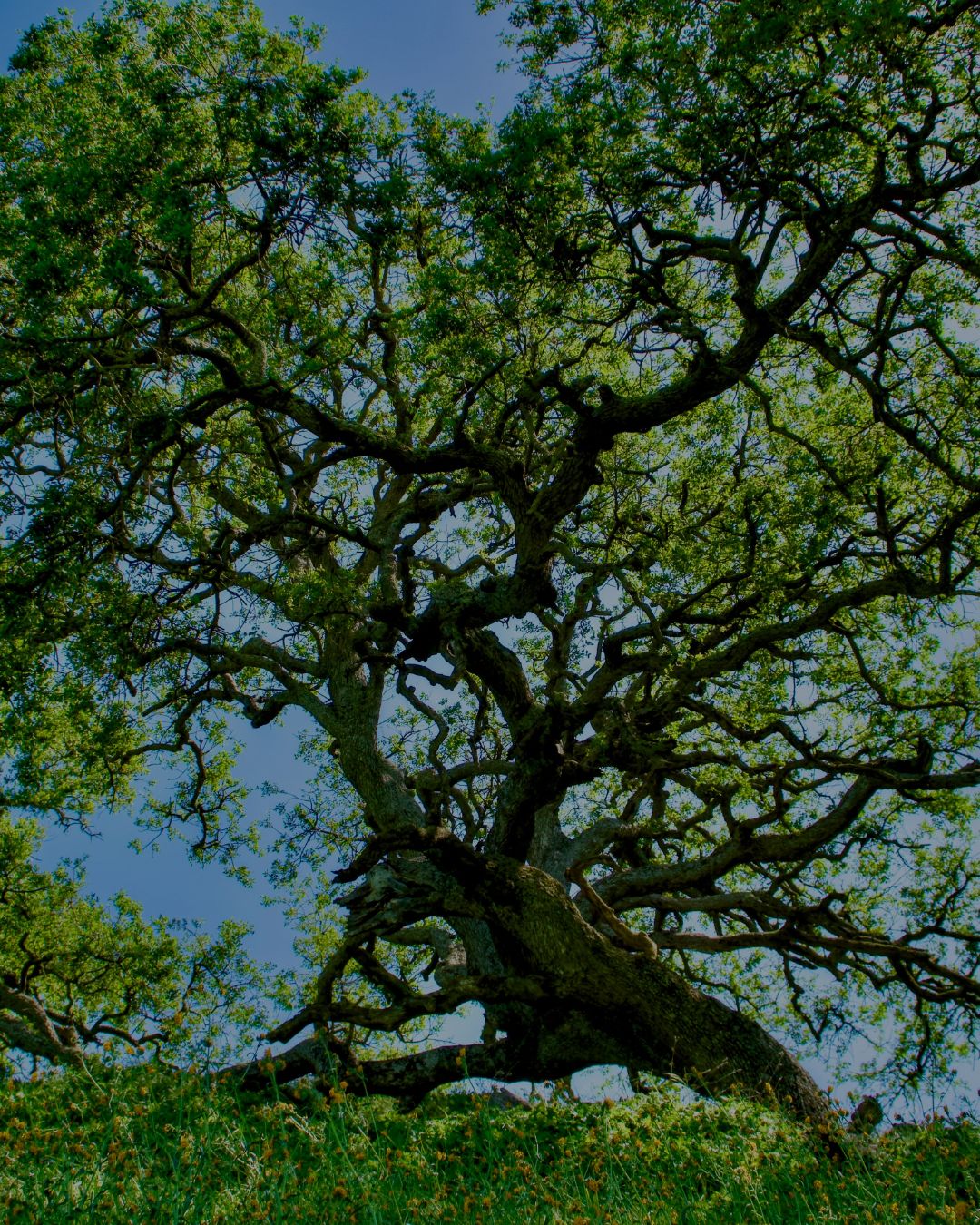 Pregio e versatilità: il rovere fa scuola nel mondo del legno